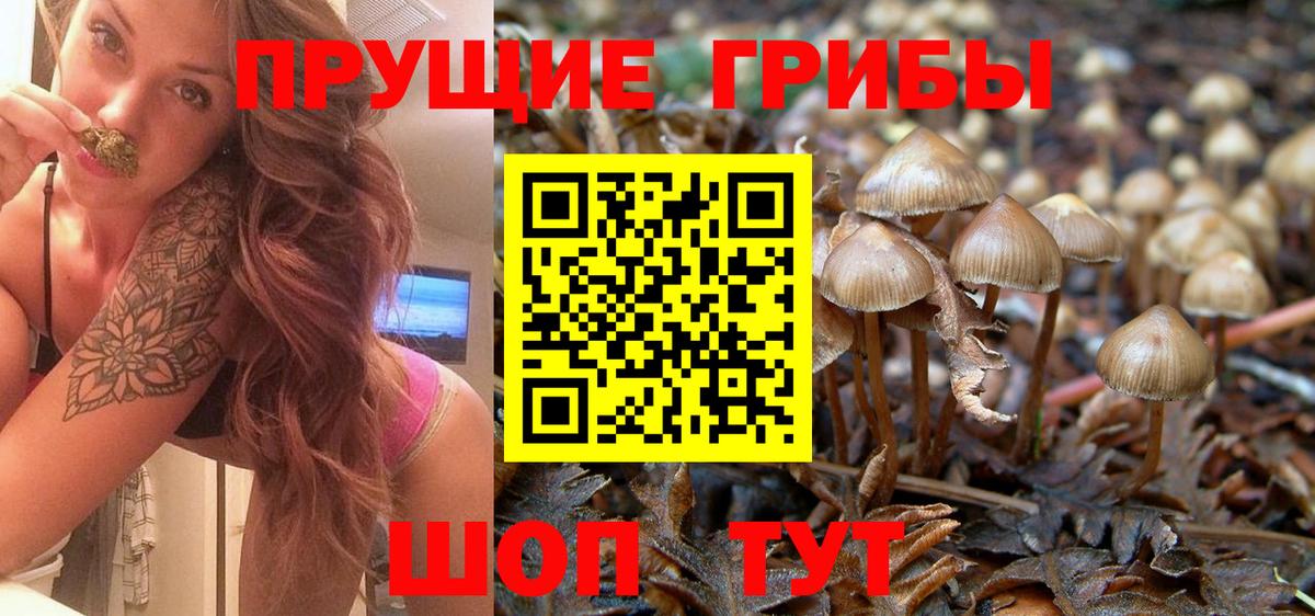 Псилоцибиновые грибы Psilocybe Великие Луки